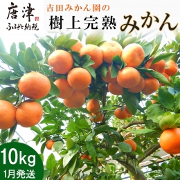 「予約受付」吉田みかん園の樹上完熟みかん 10kg 柑橘 ミカン 蜜柑 フルーツ 果物
