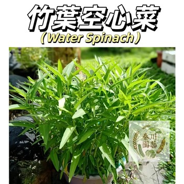 現貨（竹葉空心菜種子）蕹菜種籽四季播種青菜籽農家陽台盆栽蔬菜種子耐熱蔬菜割了又長高產空心菜種子發芽率高好養易活