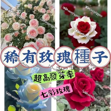 💥現貨 玫瑰花種子（250粒）超高發芽率 七彩玫瑰 稀有品種 玫瑰種子 超低價 室內外盆栽綠植 超美 超優惠