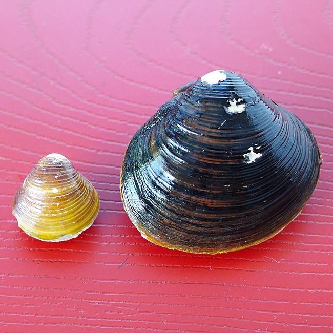 まぼろしのしじみ 300g (北海道大樹町産幻の蜆)大粒のシジミ(ヤマトシジミ)日本最大級の大きさ