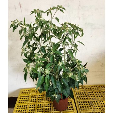 P老闆園藝~眼鏡蛇辣椒 5吋盆 辣椒