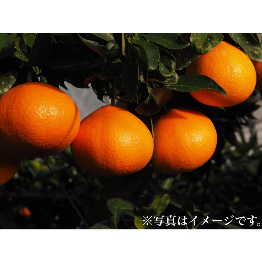 「紅まどんな」　愛媛県産(JAえひめ中央)　　12個入り