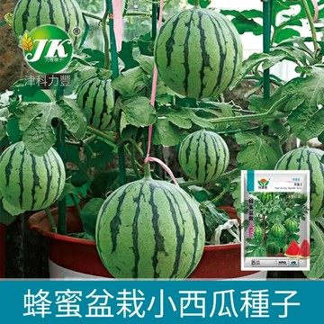 🍉【盆栽西瓜】小玉西瓜種子 迷你西瓜 陽台可種 家庭農園 水果小西瓜種子 觀賞食用 台灣現貨 易種植 贈教學 當季新種