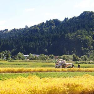 ふるさと納税 県認証特別栽培魚沼産コシヒカリ 5kg×1袋 新潟県十日町市