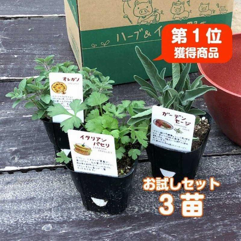 ハーブ 苗 セット 3個 種類 一覧 栽培 画像 花 虫除け 寄せ植え 栽培 初心者 ミント おまかせ 花 ガーデニング 苗木 果樹 栽培キット 送料無料 通販 Lineポイント最大0 5 Get Lineショッピング