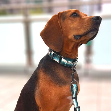 Woofy Woofy 8字訓練項圈 森林綠 (無插扣款) 寵物項圈