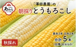 秋とうもろこし 黄色 白色 計5本 おおもの 朝採り ／ 期間限定 数量限定 ハウス栽培 産地直送 甘い ミックス スイートコーン 白い とうもろこし ホワイトコーン 野菜 あわら ※2024年10月10日より順次発送