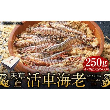 ふるさと納税 天草産 活車海老 250g 熊本県上天草市