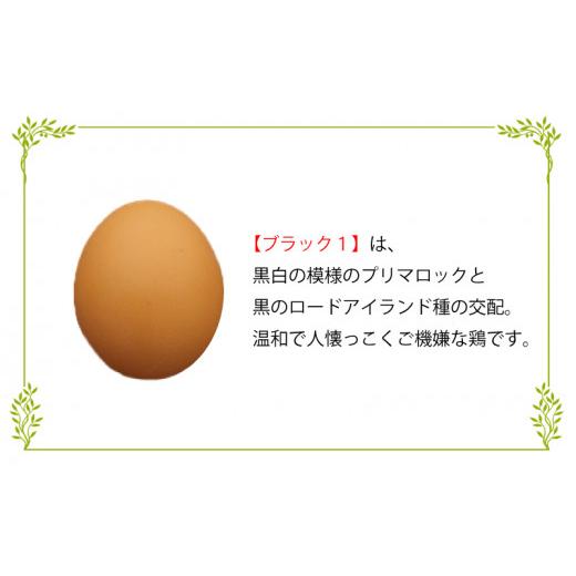 ふるさと納税 静岡県 沼津市 卵 あしたか牧場の卵 オリビア 味比べ 4種 計34個 たまご 玉子 鶏卵 生卵