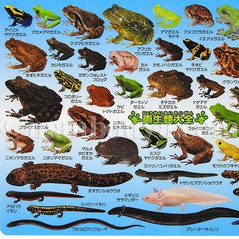 A4サイズ 下敷き カエル サンショウウオ 図鑑 文房具 ザ