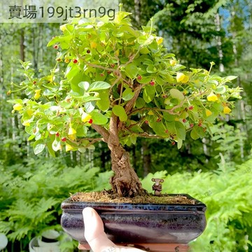 現貨🌶️【黃花菱形 辣椒種子】🌶️（100粒）四季新種上市 庭院陽台盆栽種植 漿果實有特殊的香氣  觀賞盆景.食用種子