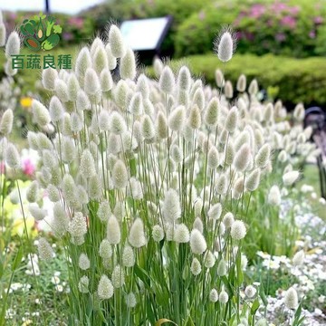 【現貨速發】兔尾草種子｜毛毛狗草 免乾燥乾燥花｜療癒系植栽 貓草替代｜寵物友善 室內盆栽｜新手易種 四季可播｜約100粒