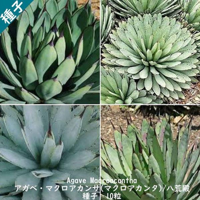 多肉植物 種子 種 ツルボラン科 リュウゼツラン属 八荒殿 Agave Macroacantha アガベ マクロアカンサ 種子 10粒  LINEショッピング