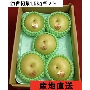 梨　ギフト　21世紀梨1.5kg（５玉）　送料無料　2024年産予約