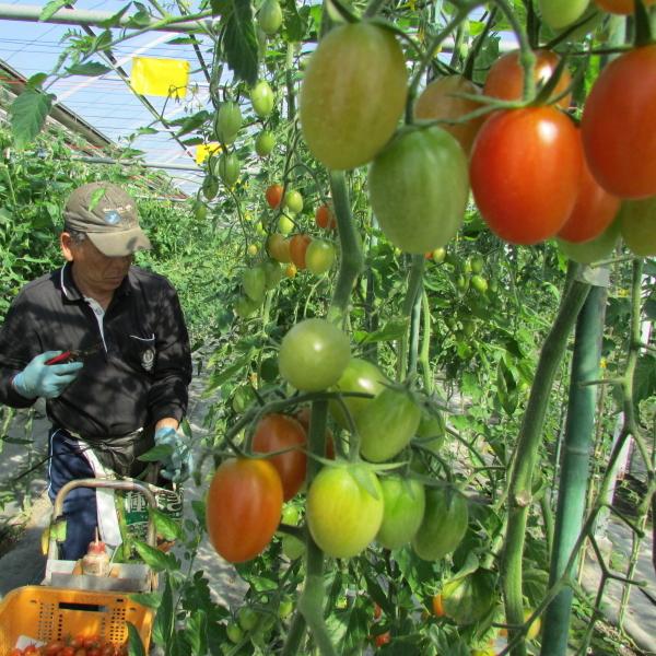 [予約 5以降お届け]親バカトマトのミニトマト約７種ミックス 1.1kg  いわき市産 助川農園 農園直送 ギフト