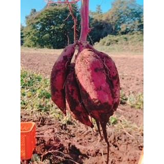 焼き芋　冷凍焼き芋　茨城県産　さつまいも　紅はるか　1.2kg