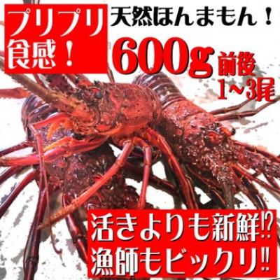 ふるさと納税 東洋町 年末年始用!活き〆伊勢海老600g前後(1〜3尾)天然高知県産(誰でも簡単説明書付き)