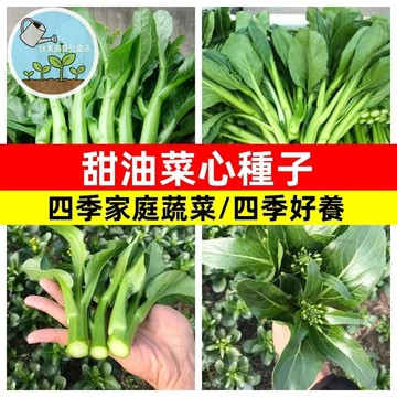 油菜心種子 甜油菜心仔 小葉油菜種子 家常快菜 青江菜替代 四季可播陽台盆栽 農友自留種 耐熱易栽種 脆嫩清甜 新手友善
