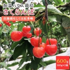 信州中野市から4月出荷のハウスさくらんぼ(佐藤錦もしくは紅秀峰)簡易箱300g×2箱