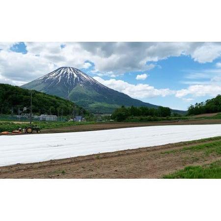 ふるさと納税 2024年受付開始！こだわり農家の 喜茂別産 ミニトマト・ミックス 北海道喜茂別町