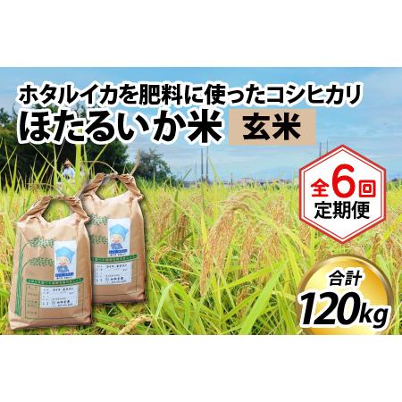 ふるさと納税 ほたるいか米（玄米20kg）×6回 計120kg 富山県滑川市