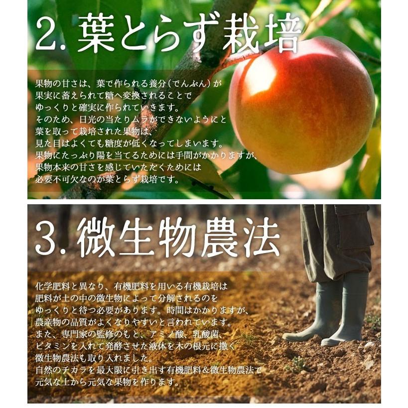 11月上旬〜中旬　特選  サンふじ　りんご  減農薬 長野県産 10キロ