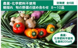 『定期便』 土佐の太陽をいっぱいに浴びた旬の野菜生姜約200gのセット「小」（6回配送）