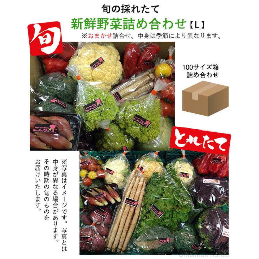 旬の採れたて新鮮野菜詰め合わせ Lサイズ Buu Fuu Uuu 乳酸菌生産物質を使用 お客様の食卓に笑顔を届け (中身は季節により異なります)