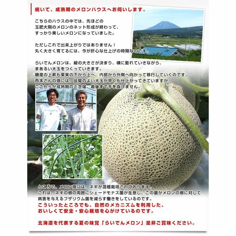 レトロマッチラベル 北欧デザイン 鳥 幻のメロン、入荷しました！送料