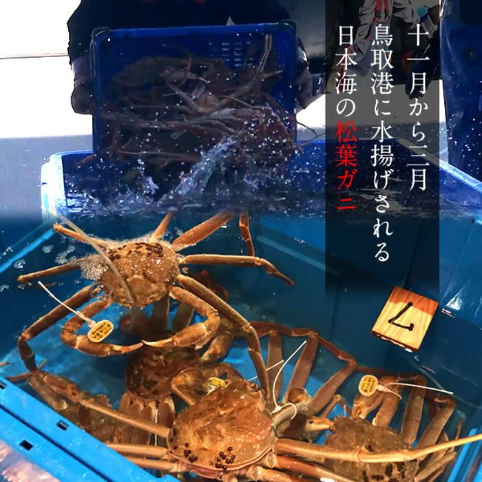 松葉ガニ タグ付き 松葉蟹［中］500g×3尾 ゆで蟹 ボイルまつばがに 新物 鳥取県産 浜茹で マツバガニ 日本海ズワイガニ［お歳暮 2023 ギフト 御歳暮］