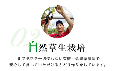 ＜2024年先行予約＞ シャインマスカット 2.6㎏以上 お楽しみ感謝品プレゼント付 山梨県 笛吹市 一宮産 朝採り 産地直送  088-026