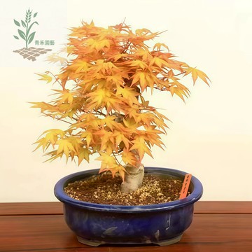 青禾園藝（11款楓樹種子 ）本地紅楓青楓美國紅楓變色楓黃金楓種四季易種禪意綠植盆景室內外觀賞種子觀葉植物#台灣自留種