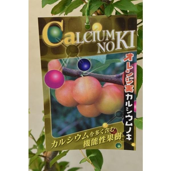 カルシウムの木 オレンジ実 接木苗 5号ポット 果樹