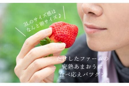 ★福岡の産直いちご農家★武下さんちの完熟あまおう3Lサイズ450g