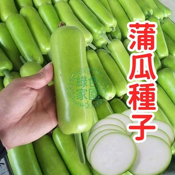 現貨現發💥【蒲瓜種子】寶葫蘆種子 食用菜葫蘆種子 瓠瓜種子 四季蔬菜種籽  四季陽台庭院盆栽種植 早熟高產種植