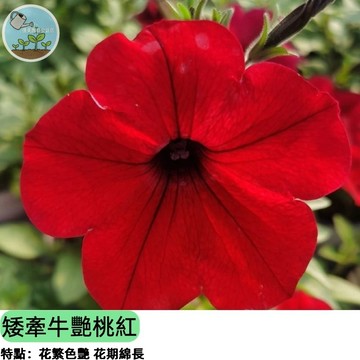 【爆花首選】矮牽牛種子 豔桃紅 垂吊陽台必備 四季開花 耐熱好種 吊盆花海 垂吊花卉 園藝新手推薦四季播種好養