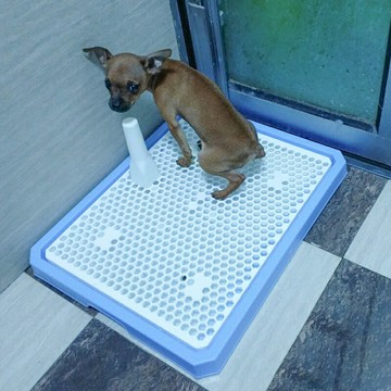 狗狗廁所大號中型犬狗尿盆泰迪比熊中小型犬寵物用品狗狗便盆金毛