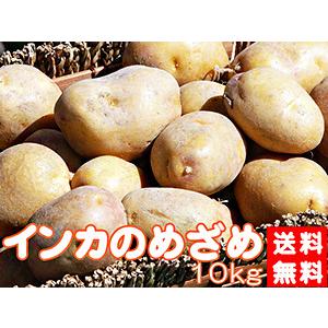 インカのめざめ まとめ買い 10kg (サイズ無選別) 栗の様な甘いじゃがいも インカの目覚め※只今発送中