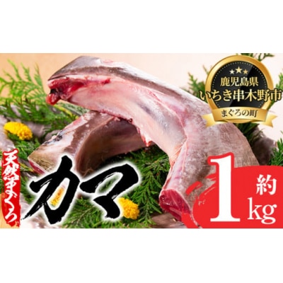 キハダマグロ(もしくはメバチマグロ)のカマ約1kg!