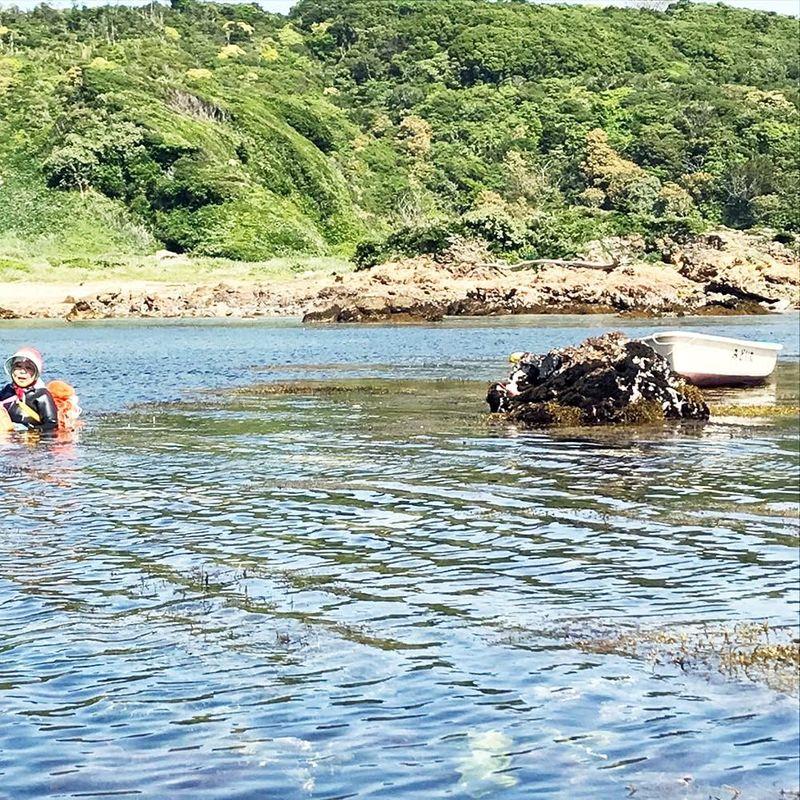 代引き不可活き 伊勢海老 1kg 伊豆 下田 生きたまま 刺身 伊勢エビ イセエビ (大(3-4匹))