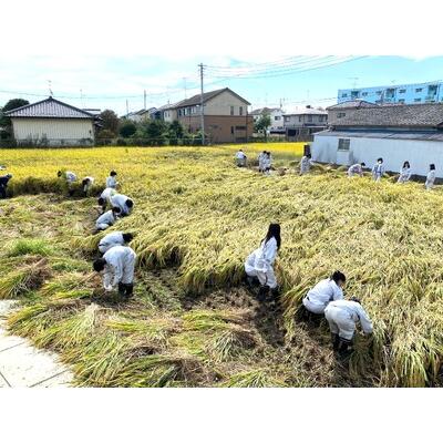 ふるさと納税 令和5年産 彩のかがやき 玄米 10kg 低農薬 新米 埼玉県羽生市