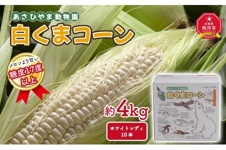 あさひやま動物園しろくまコーン約4kg(ホワイトレディ10本)2024年8月下旬～発送開始予定 