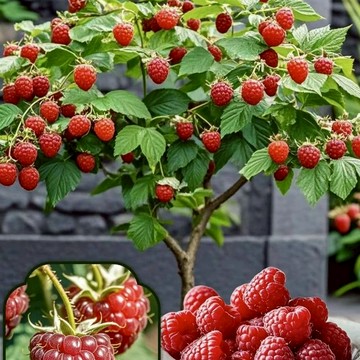 現貨速發 高發芽率桑葚/黑樹莓種子 家庭陽台盆栽 水果種植 自種有機鮮果 樹莓種籽 桑葚種子 盆覆子種子 蛇莓種子