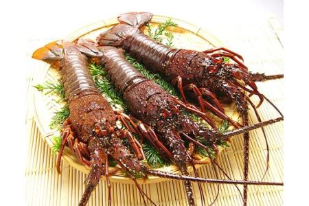 活〆　伊勢海老（4尾～6尾　約1kg）／伊勢えび　イセエビ　海老　特産　南伊勢町　伊勢志摩