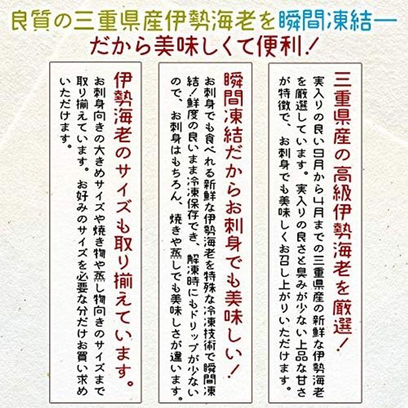 三重県産 伊勢海老 詰合せ ３尾で約１ｋｇ 刺身用 瞬間 冷凍 伊勢エビ