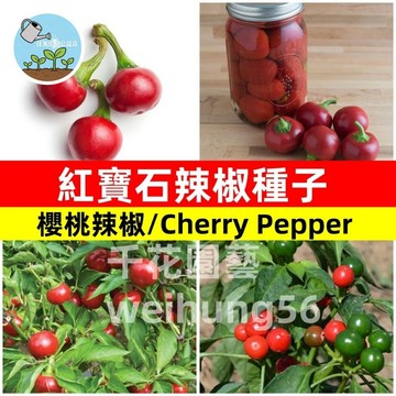 台灣現貨 中辣 Cherry Pepper 紅泡椒/雞心椒種子 紅寶石辣椒 盆栽可種 觀賞食用 廚房香料 自種辣椒