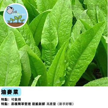 油麥菜種子 香甜脆嫩生菜 台灣四季可種 速成快採 家庭陽台盆栽 生食沙拉 火鍋加菜 有機栽培 新手友善 快速到貨