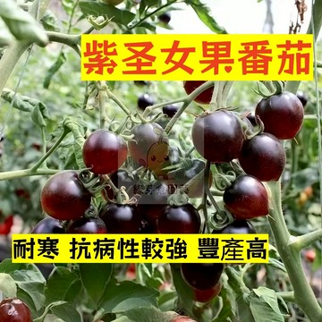 🌱早熟高產 紫聖女果番茄種子FQ-101  耐寒 豐產 高產 抗病性强 易生長  抗病抗旱易種植 高產爬藤蔬菜種子