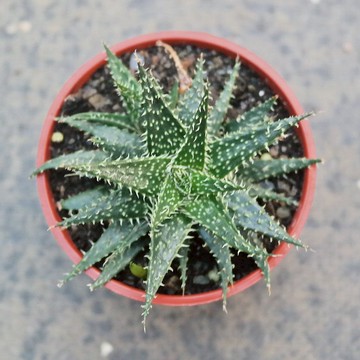 【荳荳多肉】【拍拍蘆薈】喬遷│送禮│升遷│多肉植物