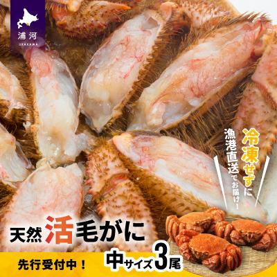 ふるさと納税 浦河町 漁協の活毛がに 中サイズ3尾セット※日付指定対応不可※[02-176]